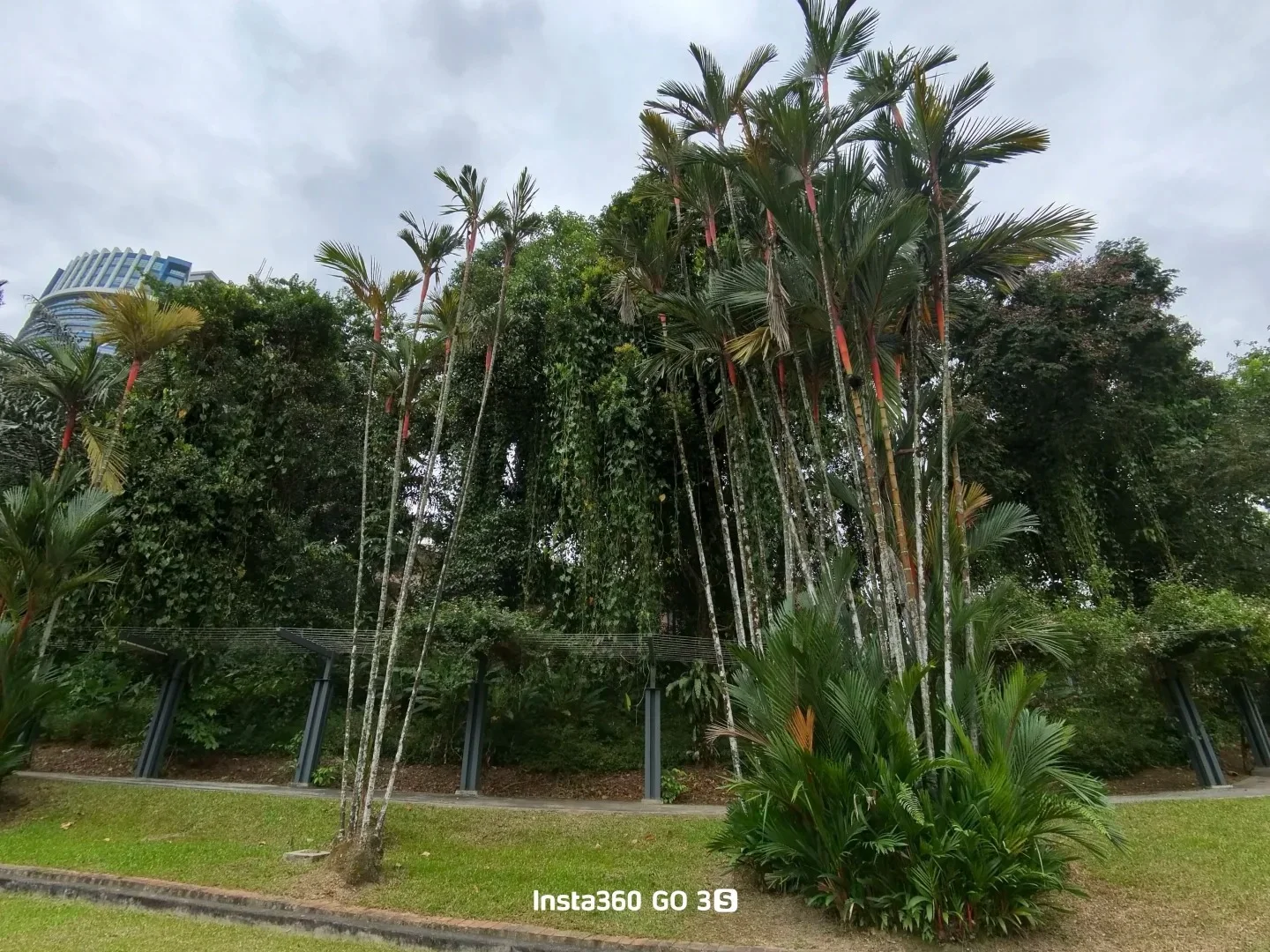吉隆坡市中心的原始森林！Taman Tugu徒步 图片 7