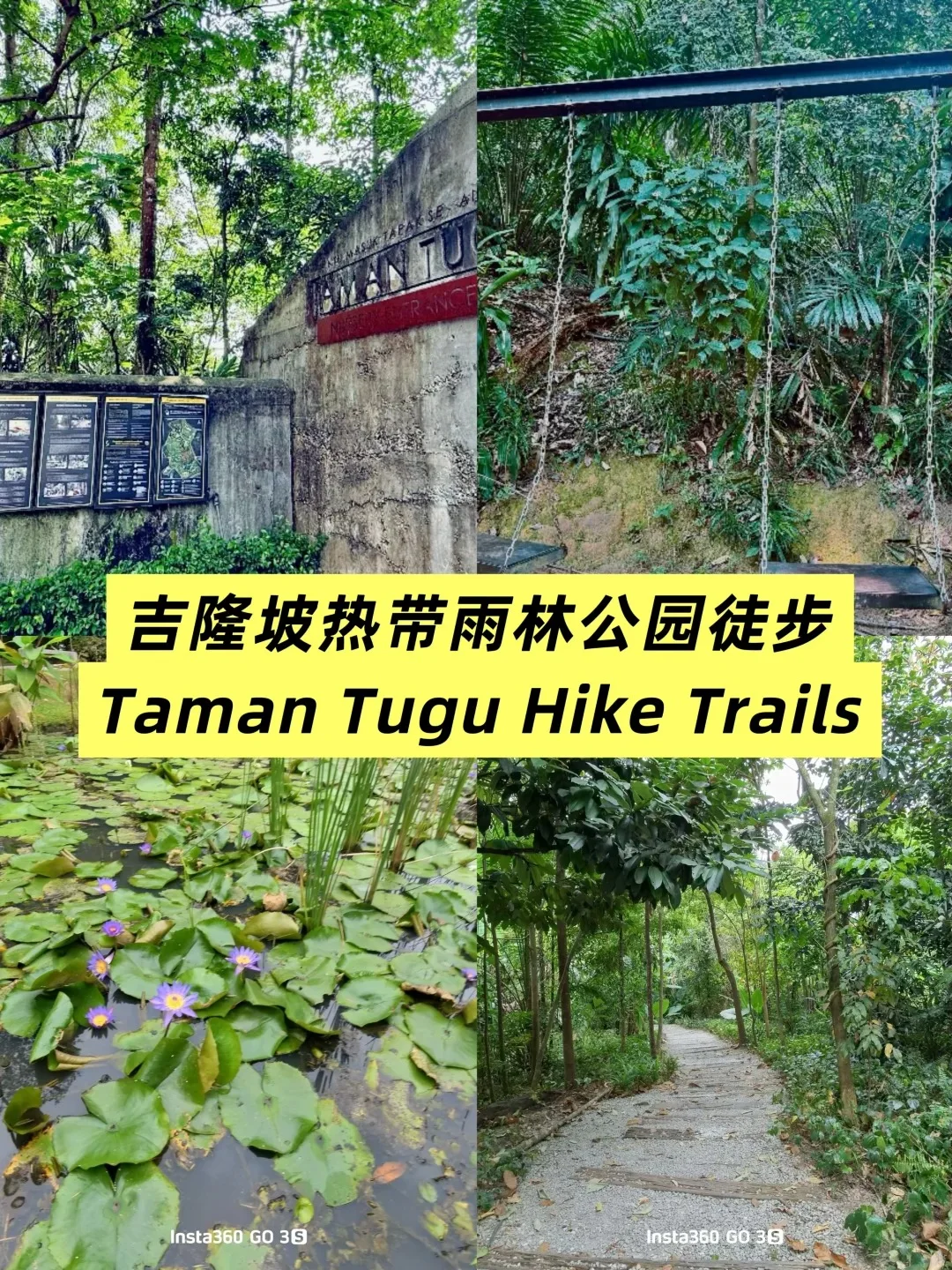 吉隆坡市中心的原始森林！Taman Tugu徒步