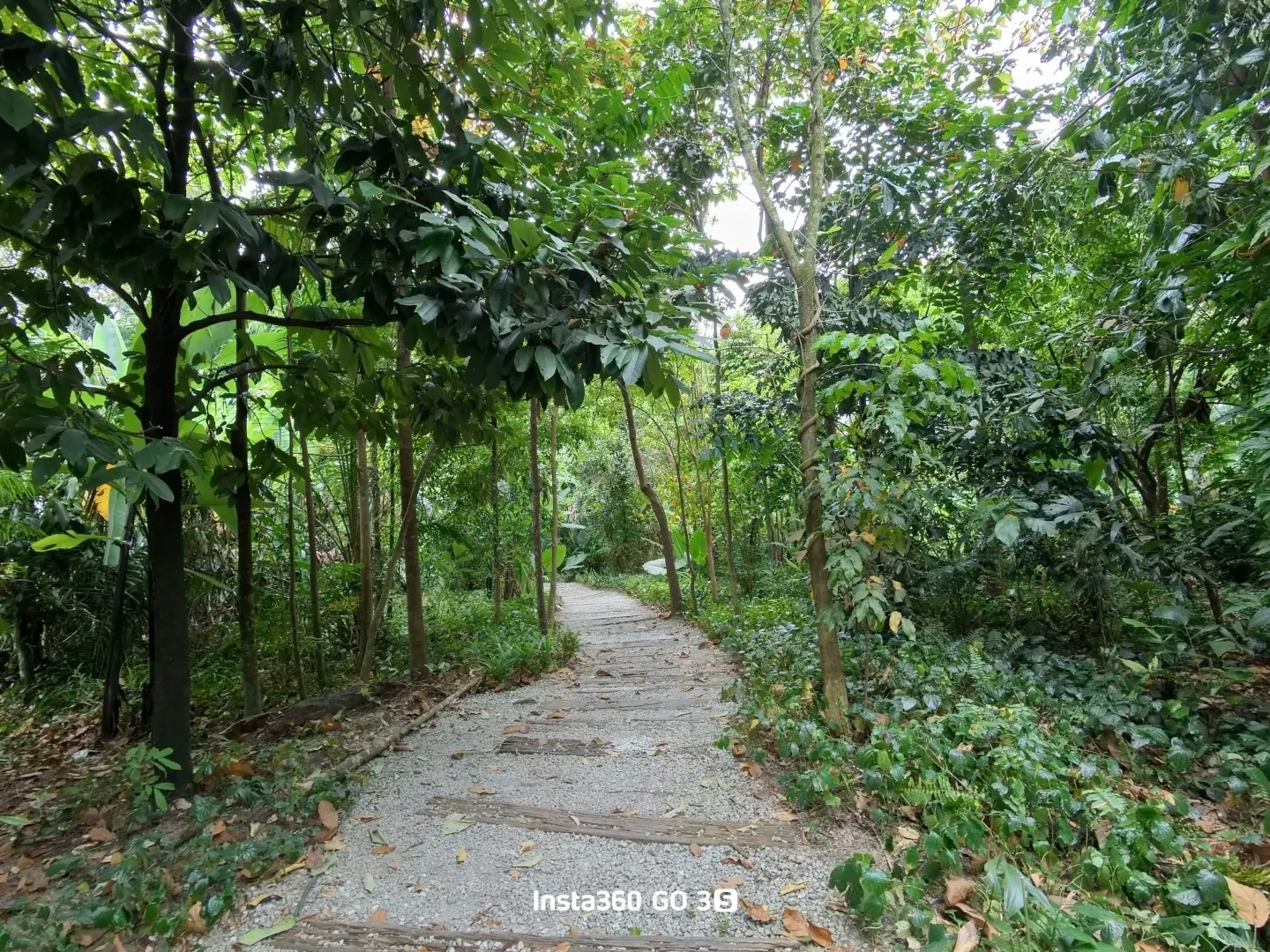 吉隆坡市中心的原始森林！Taman Tugu徒步 图片 5