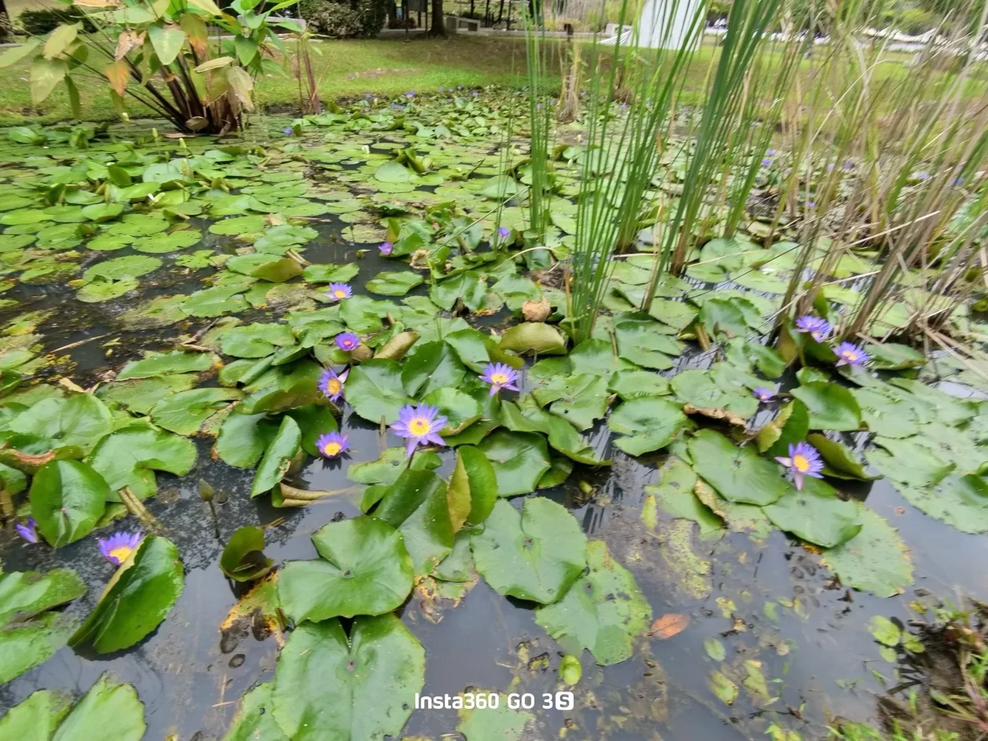 吉隆坡市中心的原始森林！Taman Tugu徒步 图片 4